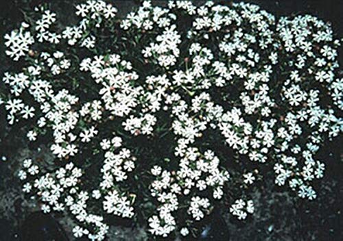 Zaluzianskya Midnight Candy Flower Seeds - Fragrant Night-Blooming Annual Plant for Garden, Patio & Moonlight Landscaping