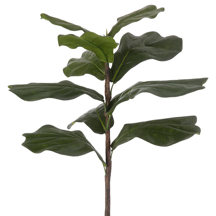 Fiddle Leaf Fig Tree Plant - Real Indoor Ficus Lyrata for Home & Office Decor - Perfect for Living Room, Bedroom, or Workspace