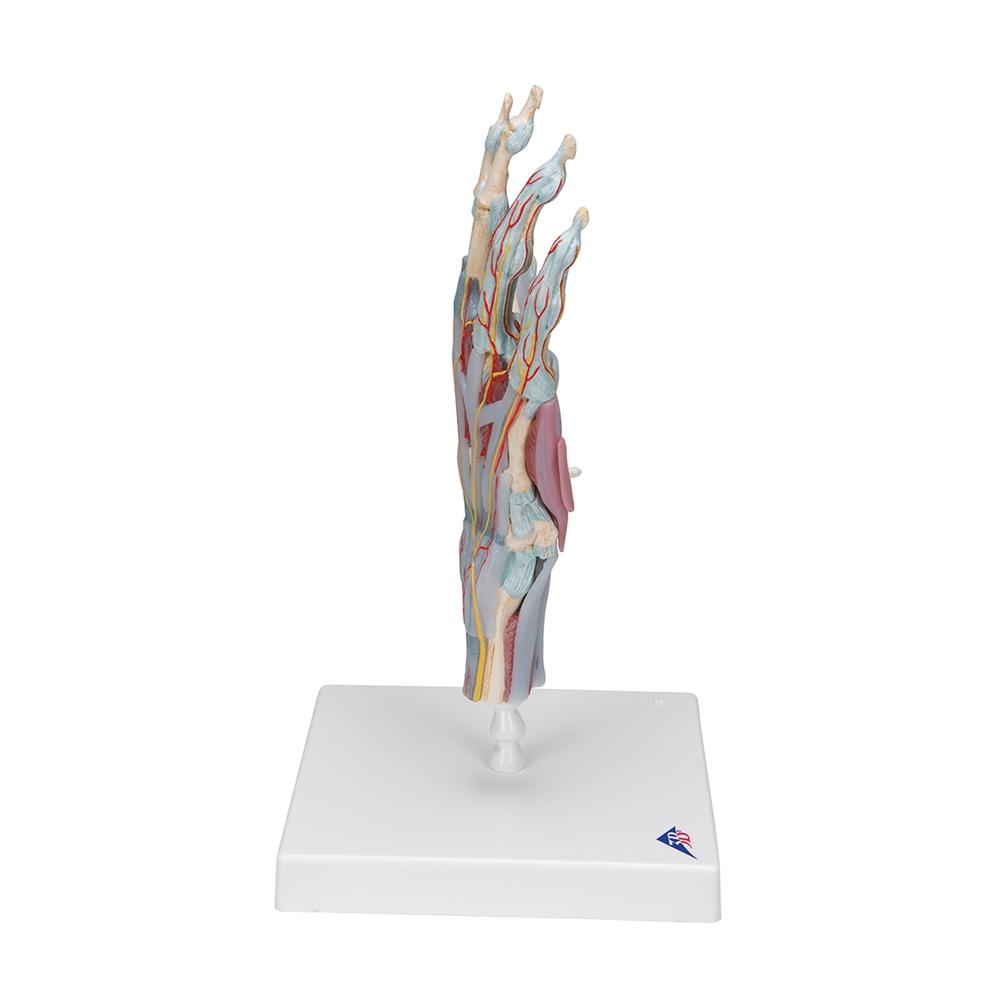 Hand Skeleton Model with Ligaments & Muscles - Anatomical Study Tool for Medical Students & Doctors | Perfect for Classroom, Lab & Medical Office Use