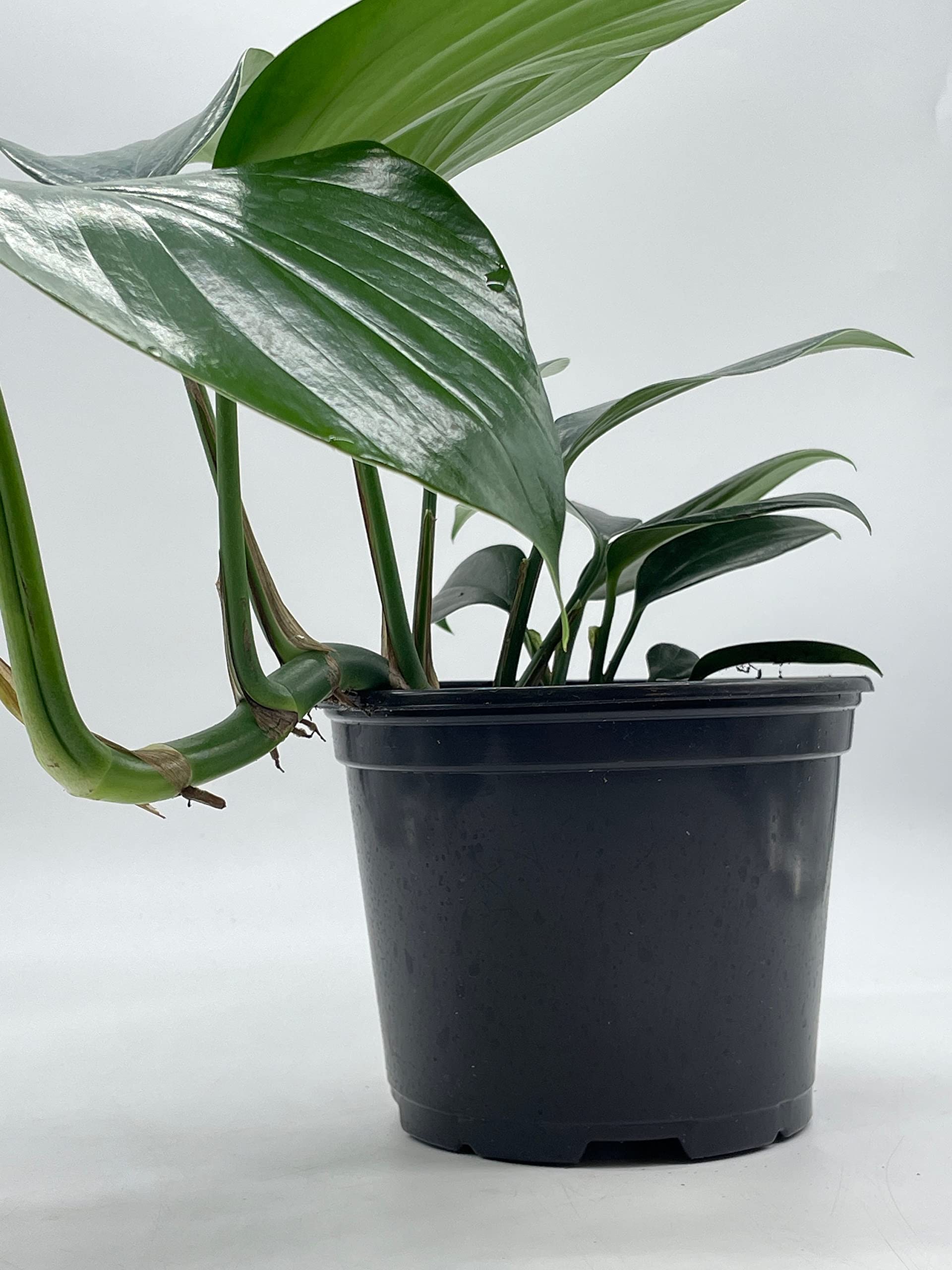 BubbleBlooms Dragon Tail Plant (Rhaphidophora Decursiva) in 6 Inch Pot - Low Light Indoor Houseplant for Home & Office Decor