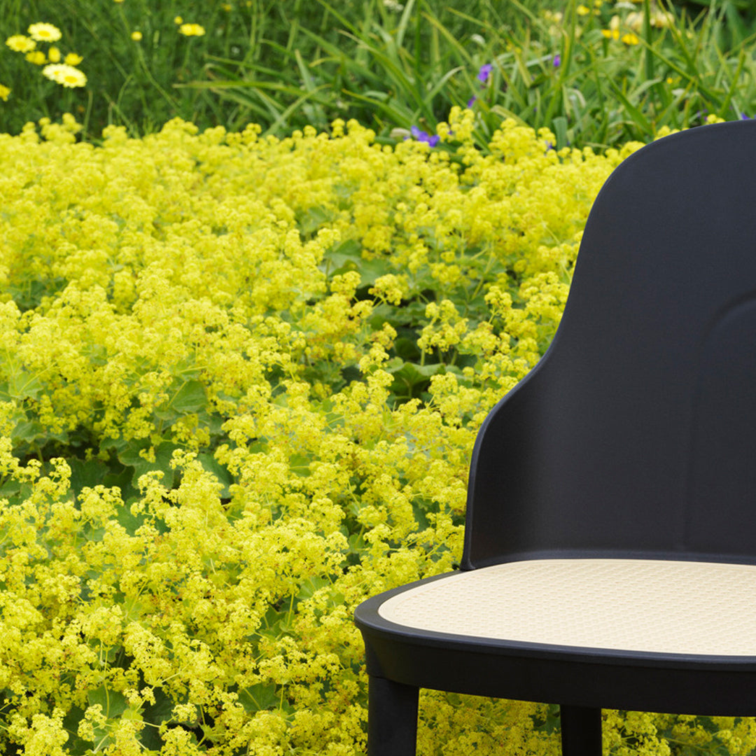 Allez Modern Dining Chair with Woven Wicker Seat - Comfortable & Stylish for Kitchen, Dining Room, or Patio
