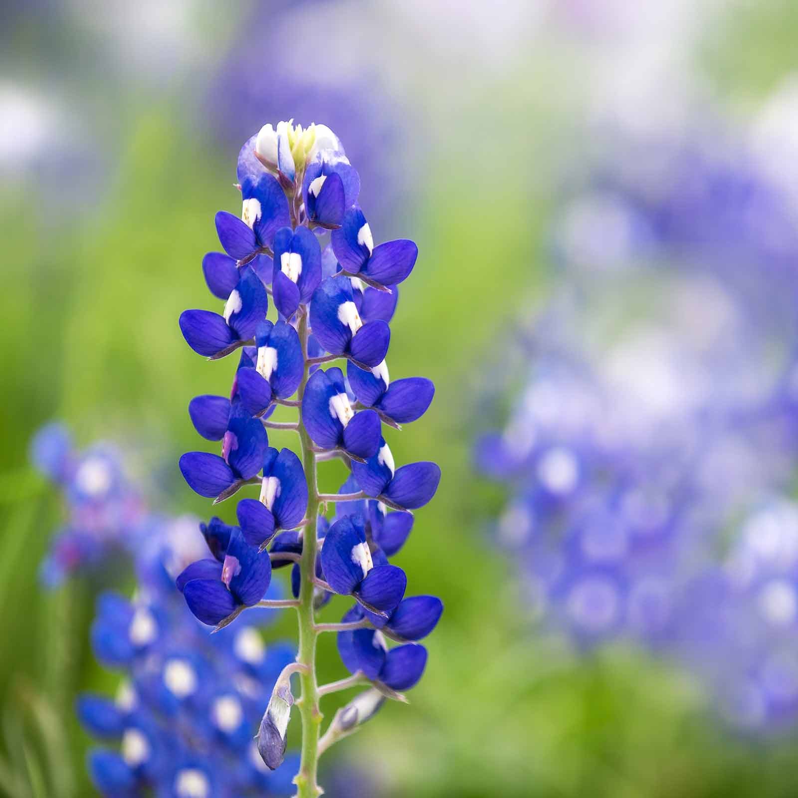 Texas Bluebonnet Seeds (Lupinus texensis) - 1 Lb Perennial Wildflower Seeds for Gardening, Landscaping & Meadow Planting - Lupine Flower Garden Seeds for Attracting Pollinators & Naturalizing Areas