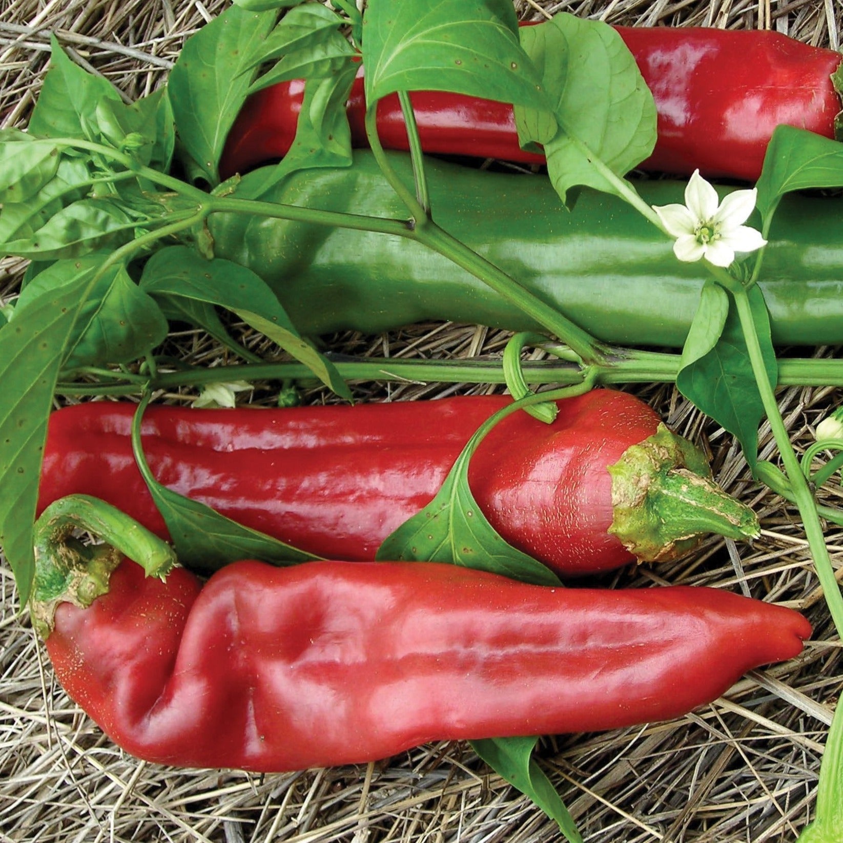 Big Jim Pepper Seeds - Heirloom Mild Chili Peppers for Cooking, Canning & Grilling - Perfect for Salsas, Sauces & Home Gardens