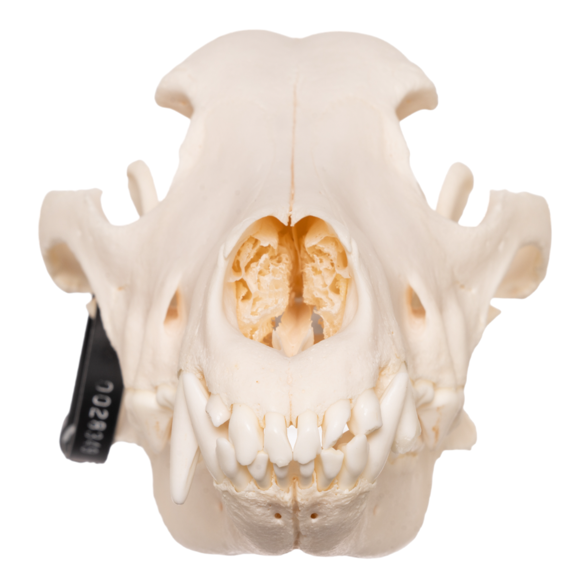 Authentic German Shepherd Dog Skull Replica - Realistic Canine Anatomy Model for Veterinary Study, Halloween Decor, and Taxidermy Display