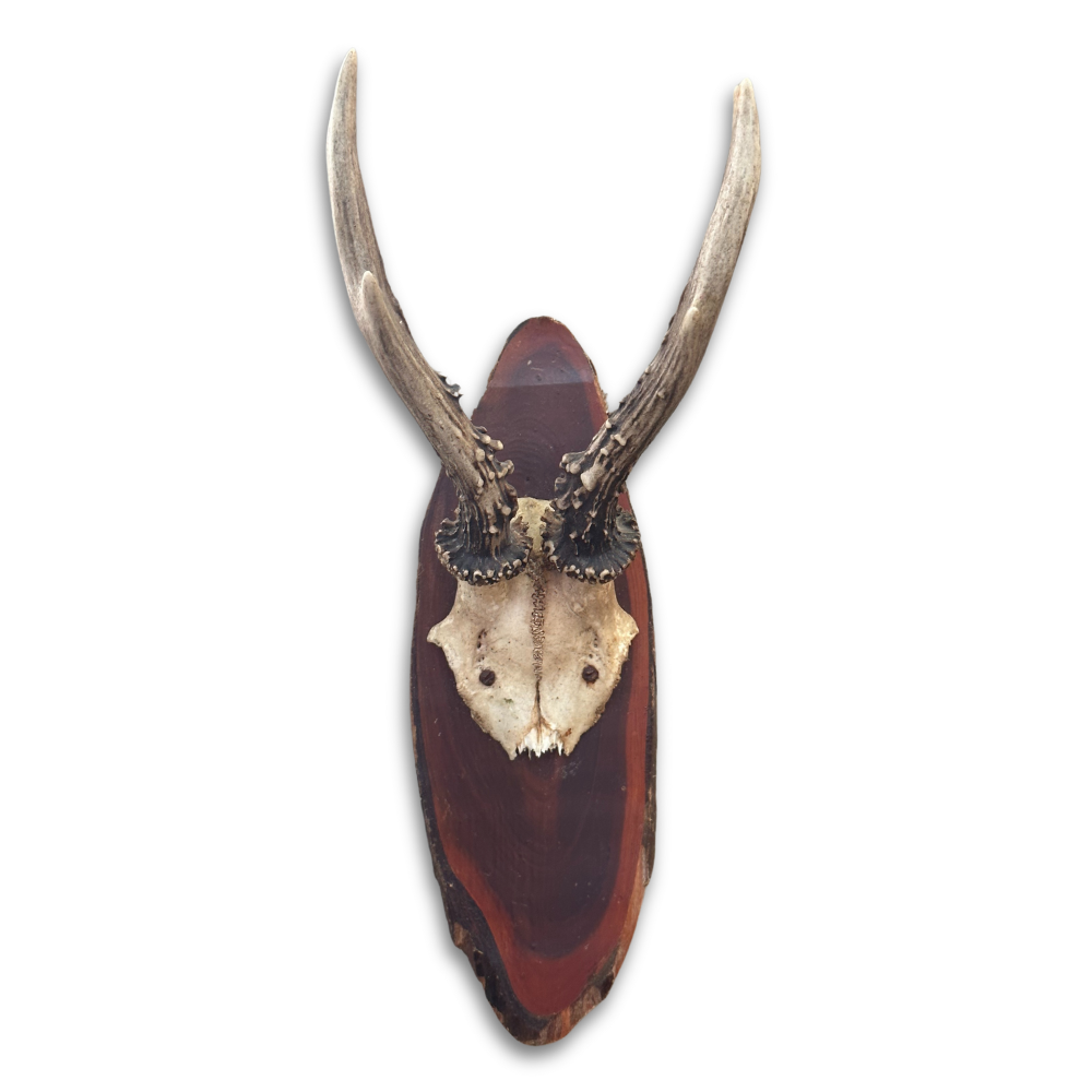 Premium Black Forest Antlers on Wood Plaque - Authentic European Hunting Trophy Decor (#541) - Perfect for Cabin, Lodge, or Man Cave Wall Decor