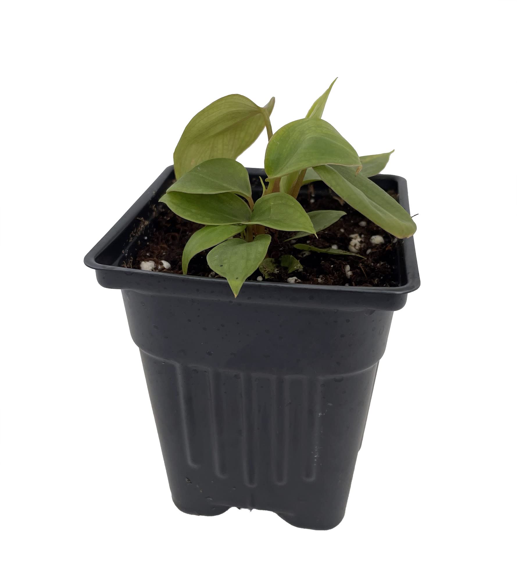 Rare Fuzzy Petiole Philodendron - Collector's Series Live Plant in 4 Inch Pot - Perfect for Indoor Houseplant Decor, Office Greenery, and Tropical Plant Collections