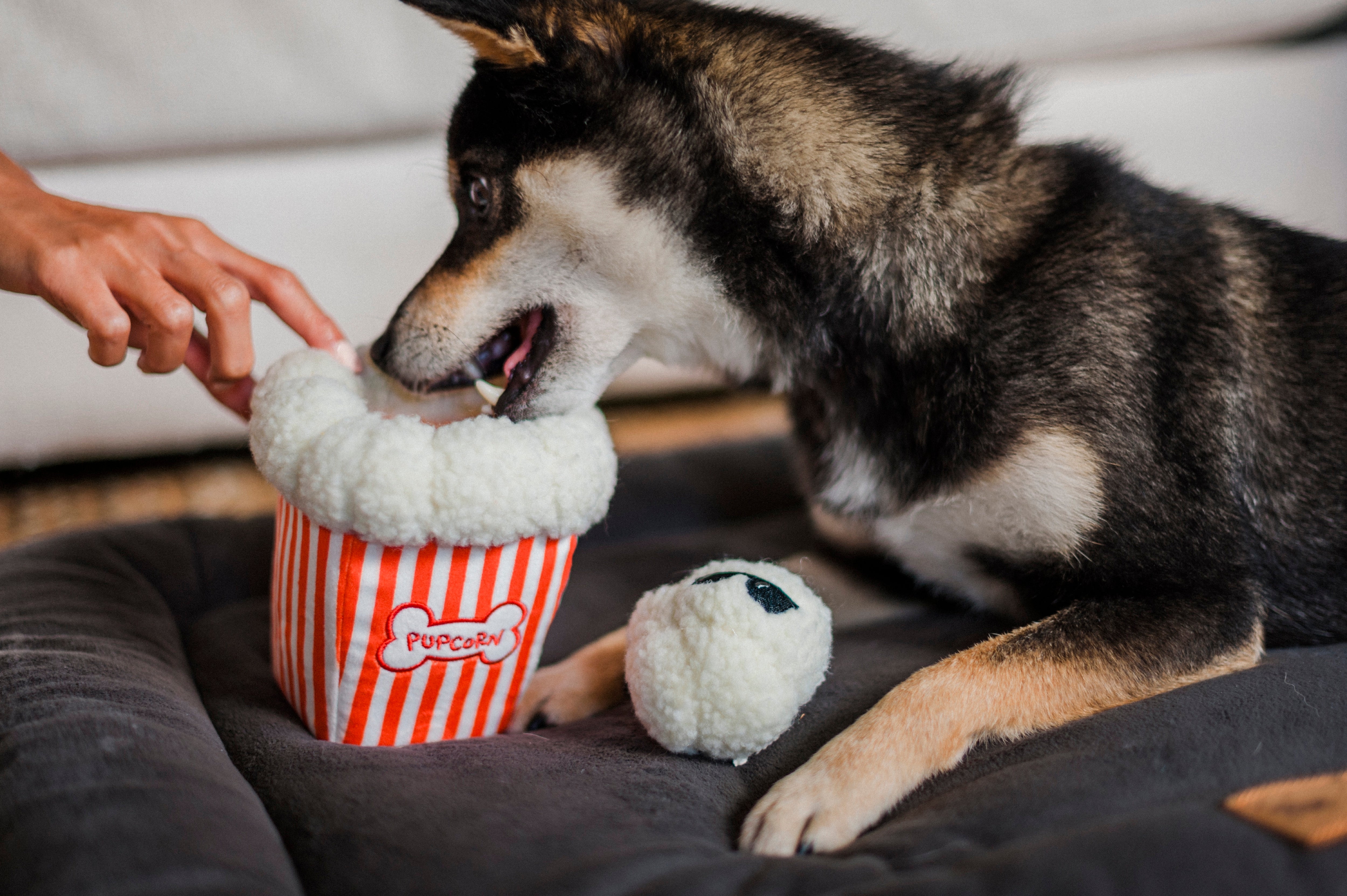 Hollywoof™ Las Palomitas Plush Dog Toy - Soft & Durable Chew Toy for Small & Large Dogs | Perfect for Playtime, Training & Cuddling | Pet P.L.A.Y.