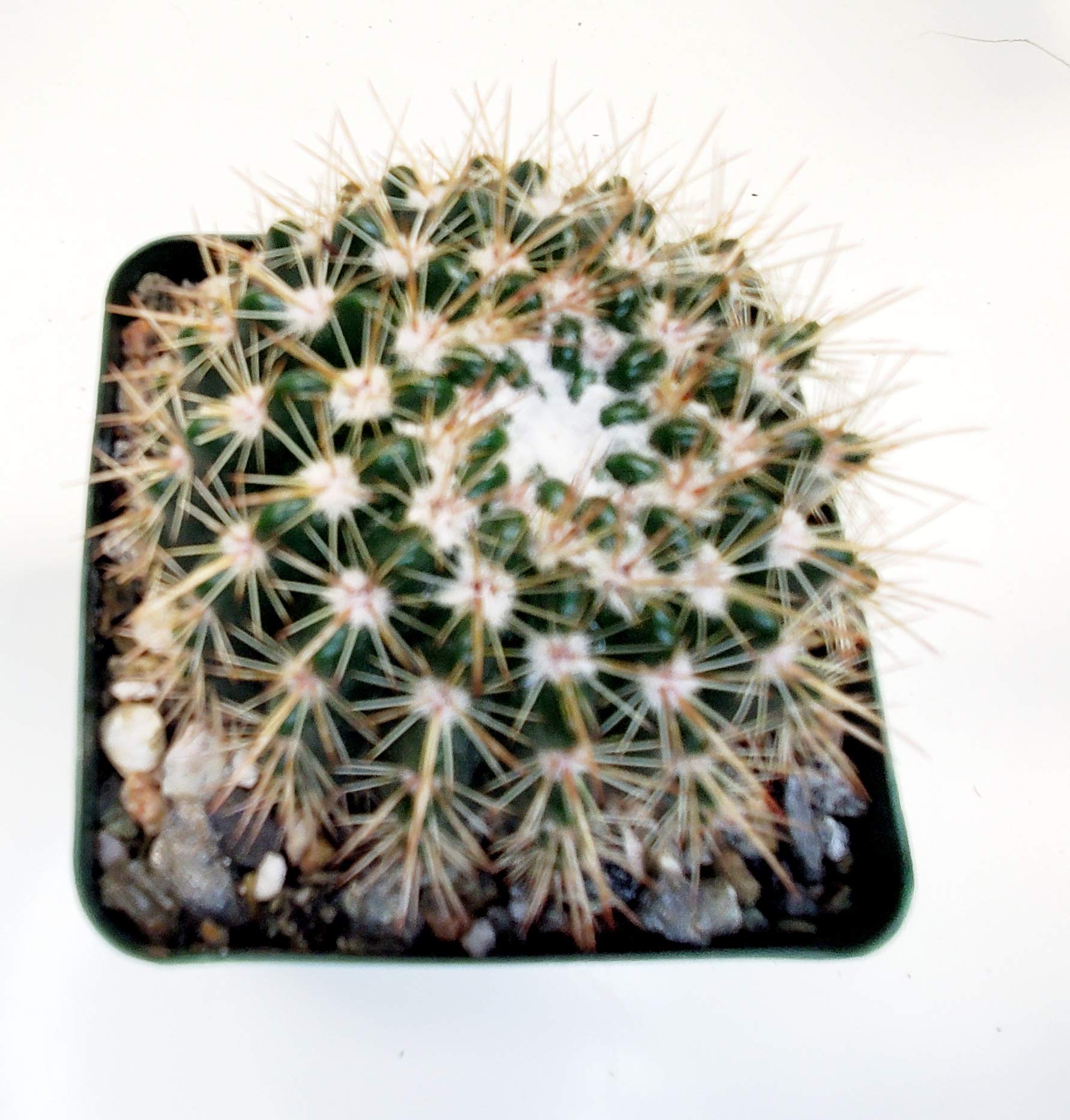 FATPLANTS Cactus Plants in Gift Box | Rooted in 4 inch Planter Pots with Soil | Indoor Outdoor Cacti Succulent Plants (Notocactus Roseoluteus) | Perfect for Home Decor, Office Desk & Garden Gifts