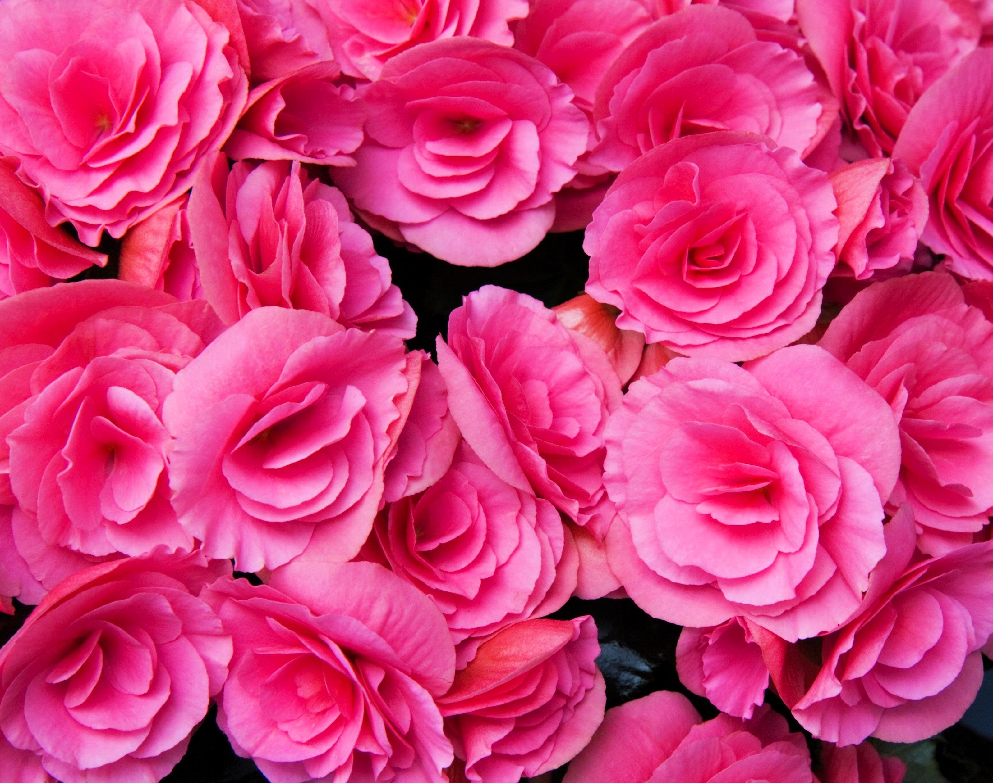 Bright Pink Double Begonia Seeds - Vibrant Shade-Loving Flowers for Gardens, Balconies & Window Boxes | Perfect for Landscaping & Container Gardening