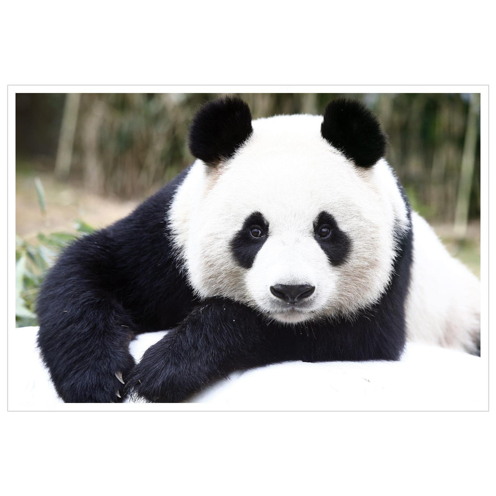 Panda Canvas Wall Art - 36x24 Inch Unframed Animal Print Poster for Home & Office Decor | Perfect for Living Room, Bedroom, Nursery & Gifts