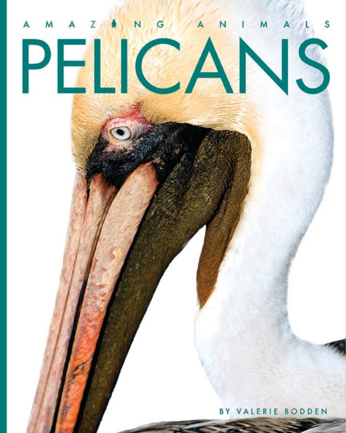 Amazing Animals (2014): Pelicans - Educational Wildlife Documentary | Nature Exploration for Kids & Adults | Perfect for Classroom Learning & Family Entertainment