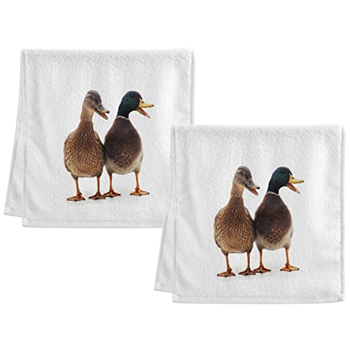 A Ducks Funny