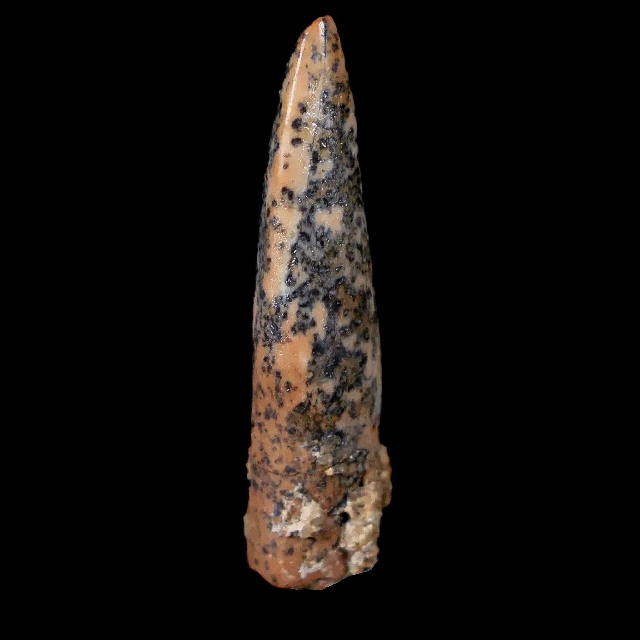 Authentic Pterosaur Coloborhynchus Fossil Tooth - Upper Cretaceous Era - Morocco Origin - Includes COA & Display Case - Perfect for Paleontology Collectors, Museum Displays & Educational Use