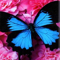 001 Blue Butterfly