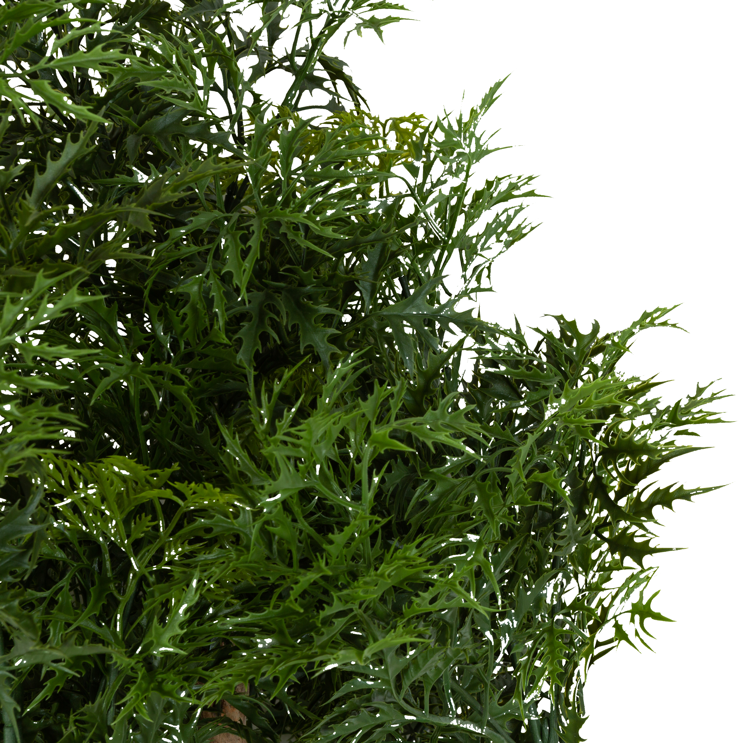 Buy Ming Aralia Tree Online - Low Maintenance Indoor Houseplant for Home & Office Decor | Perfect for Living Rooms, Bedrooms & Workspaces
