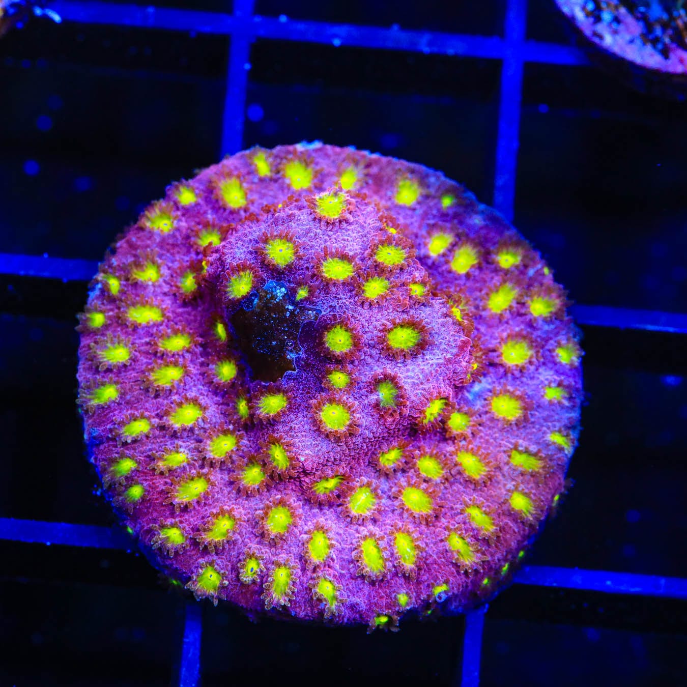 CB Bling Bling Cyphastrea Coral - Premium Saltwater Aquarium Coral for Reef Tanks | Perfect for Marine Aquascaping and Coral Frag Propagation