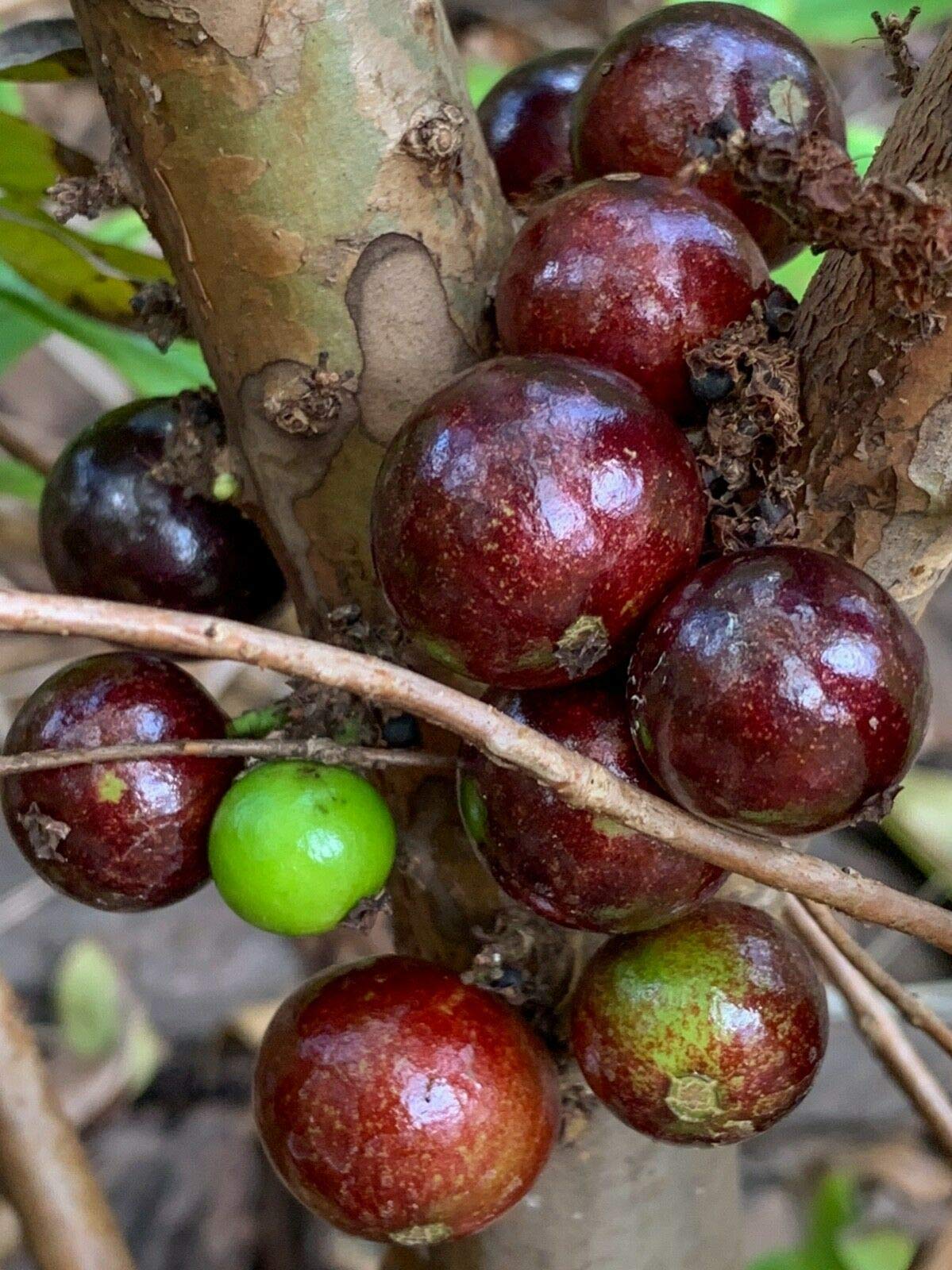 Live Red Hybrid Jaboticaba Tree (Myrciaria cauliflora x aureana) - US Grown Tropical Fruit Plant for Home Garden & Landscaping | Fresh Not Seeds or Bulbs