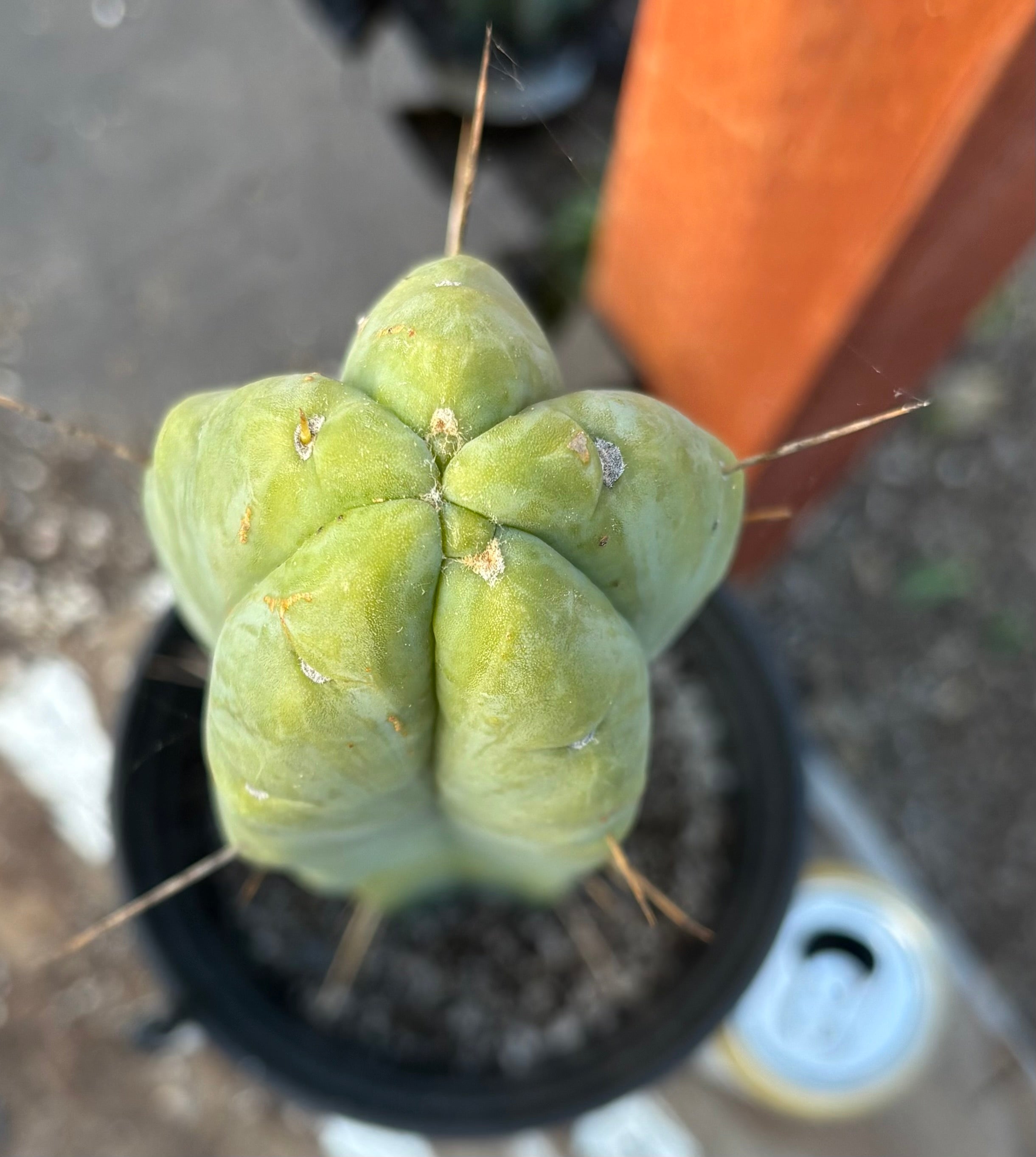 EC152 EXACT Trichocereus Bald Bridgesii Cactus - 15 Inch Tall Rare Succulent Plant for Home Decor, Garden & Desert Landscaping