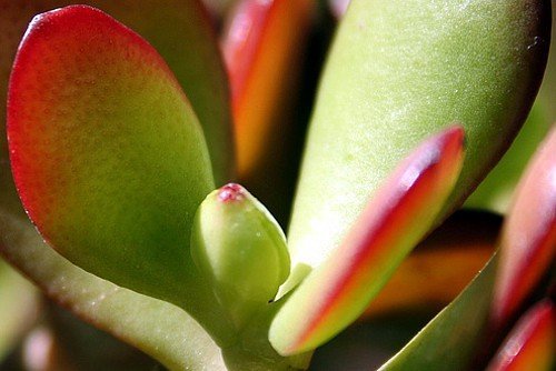 Jade Plant (Crassula Ovata) - Easy to Grow Succulent in 4 Inch Pot - Perfect for Home Decor, Office Desk & Gift Giving - Unique from JMBamboo