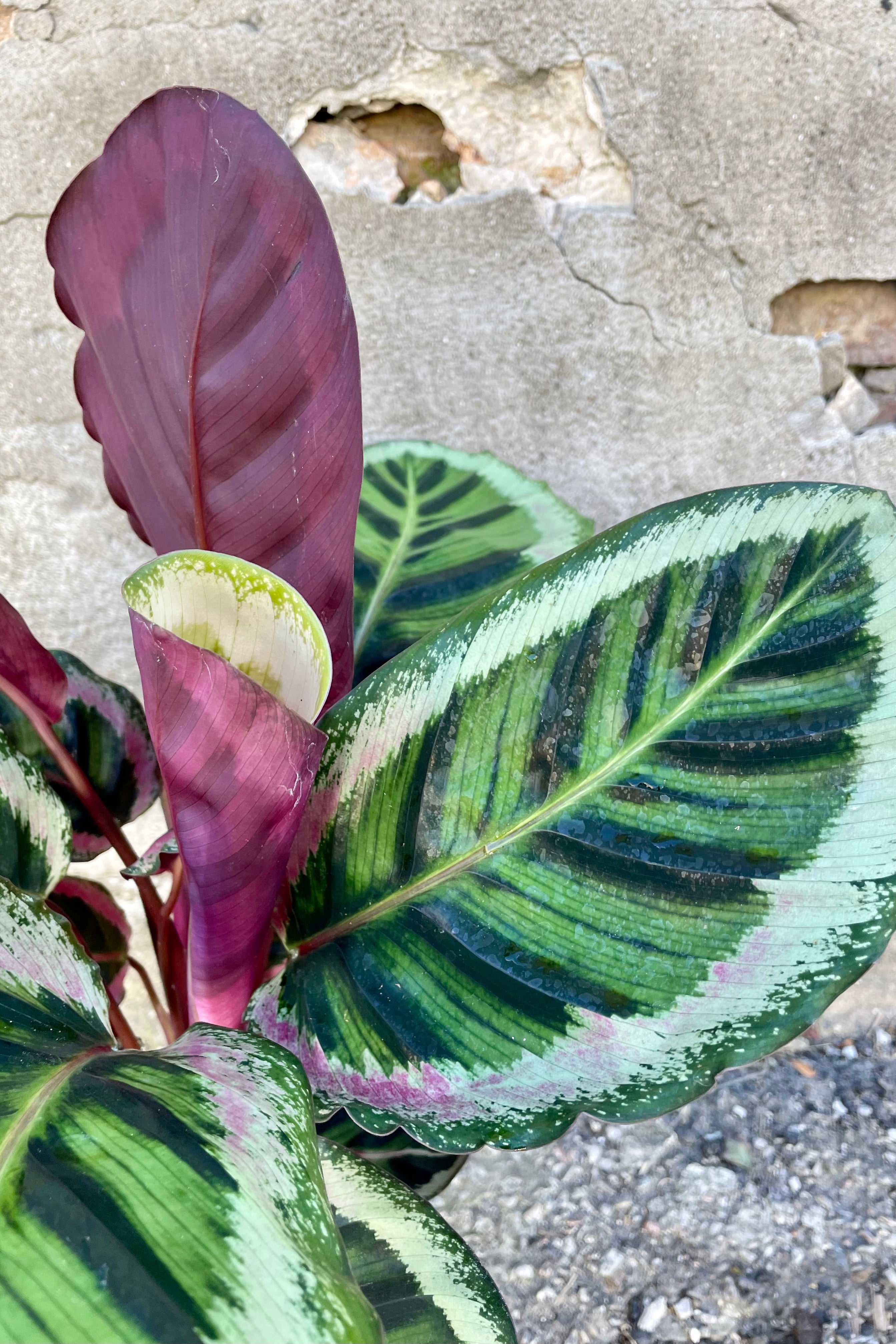 Calathea Roseopicta 'Angela' - 6 Inch Live Prayer Plant with Stunning Pink Leaves | Perfect for Home Decor, Office Plants & Indoor Gardening