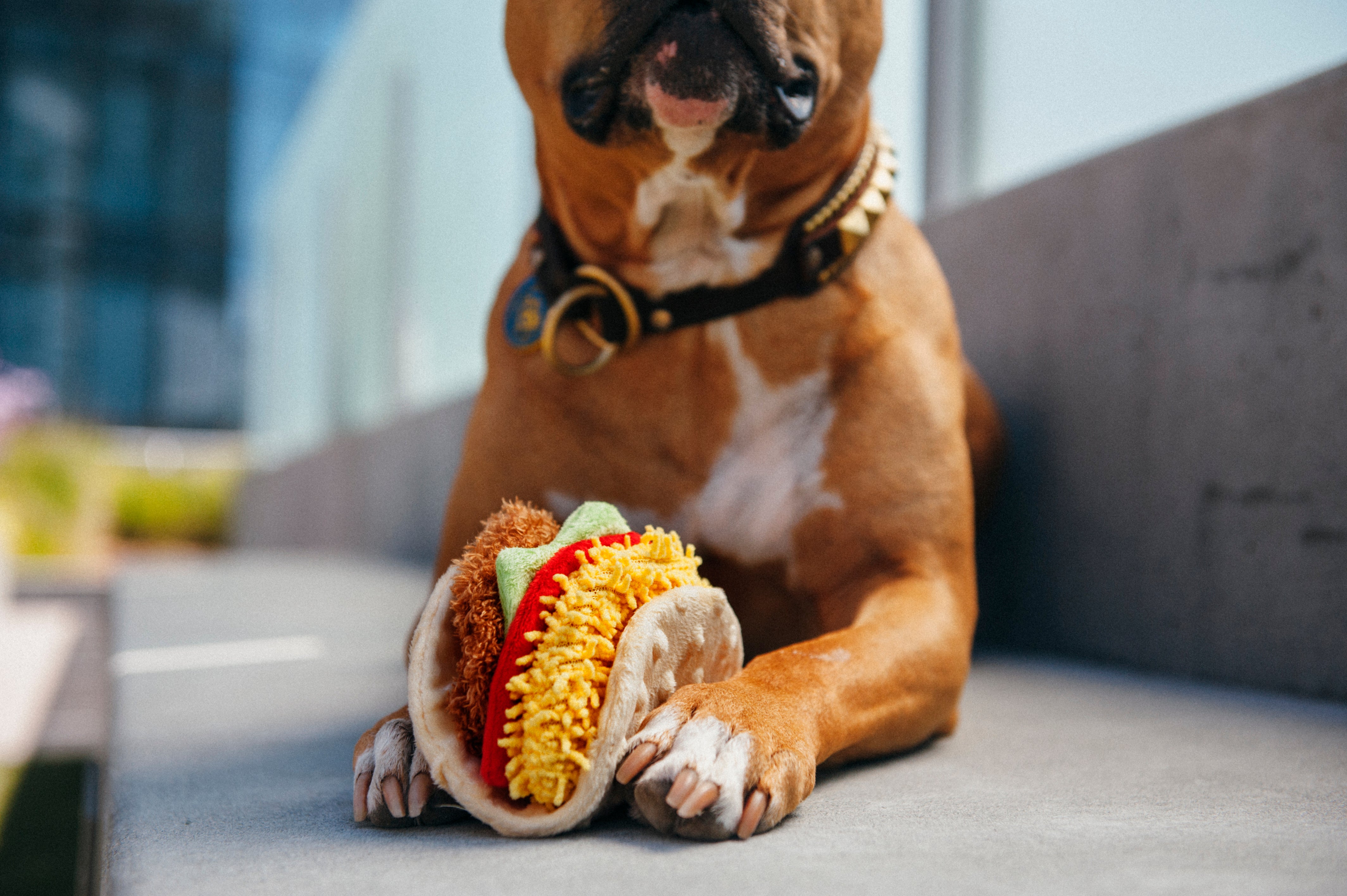 El Taco Dog Plush Toy - International Classic™ Chew-Resistant Squeaky Stuffed Animal for Pets | Perfect for Playtime, Training & Cuddling | Pet P.L.A.Y.