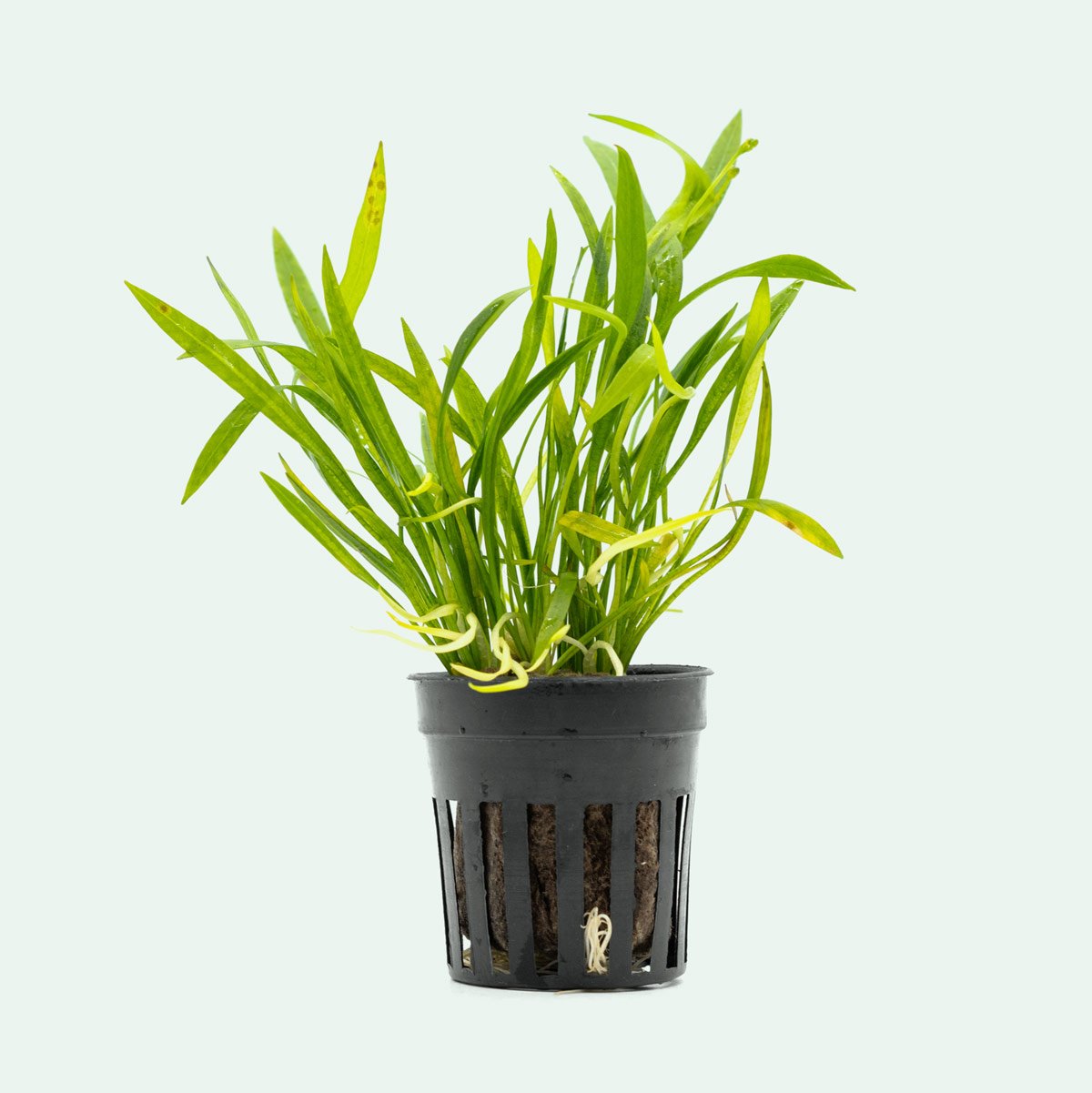 Echinodorus Tenellus - Dwarf Hairgrass Aquarium Plant for Freshwater Fish Tanks | Perfect for Aquascaping, Foreground Planting & Nano Tanks
