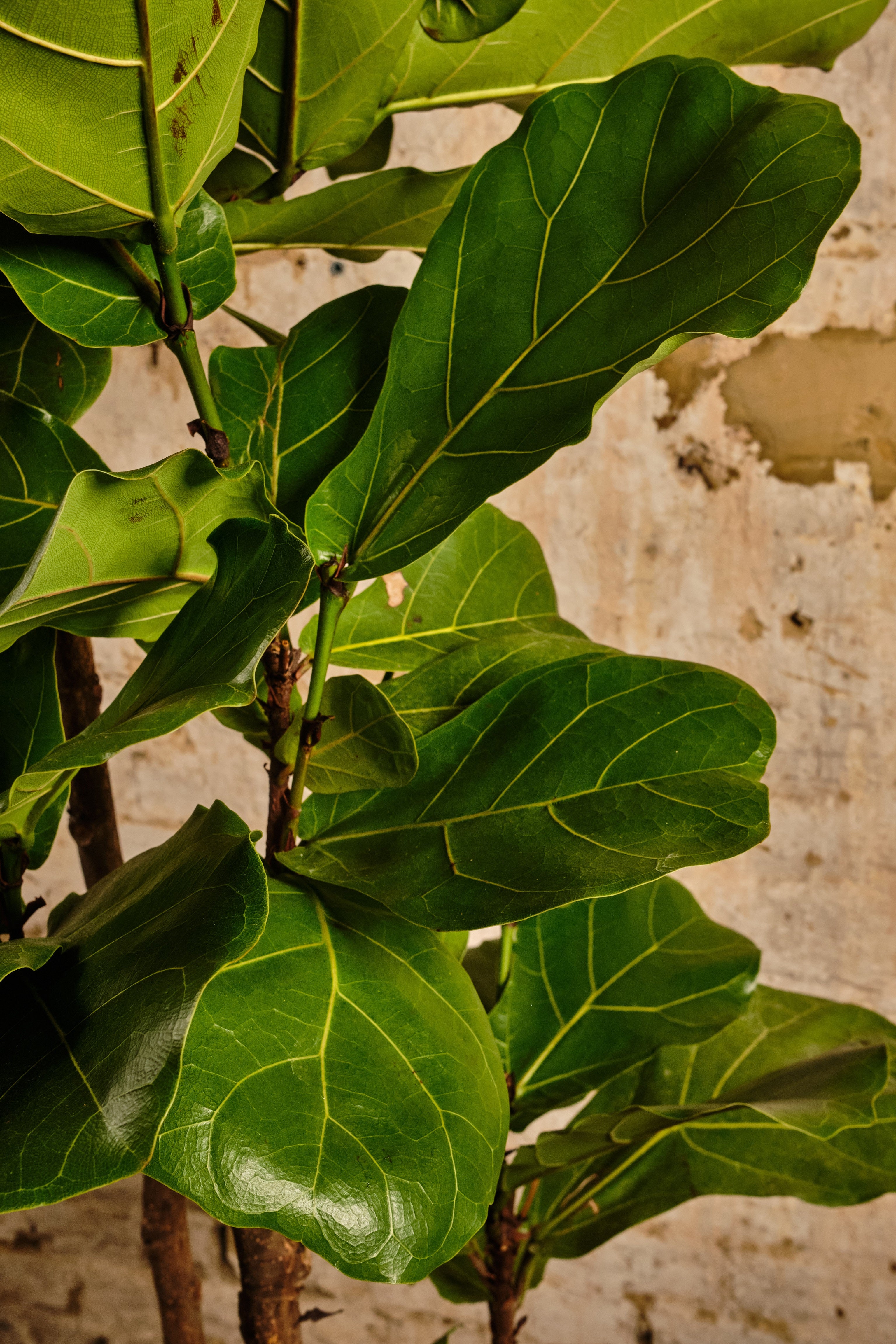 Fiddle Leaf Fig Tree - Ficus Lyrata Indoor Plant for Home & Office Decor | Perfect for Living Room, Bedroom, or Workspace | Local Delivery & Click & Collect Available