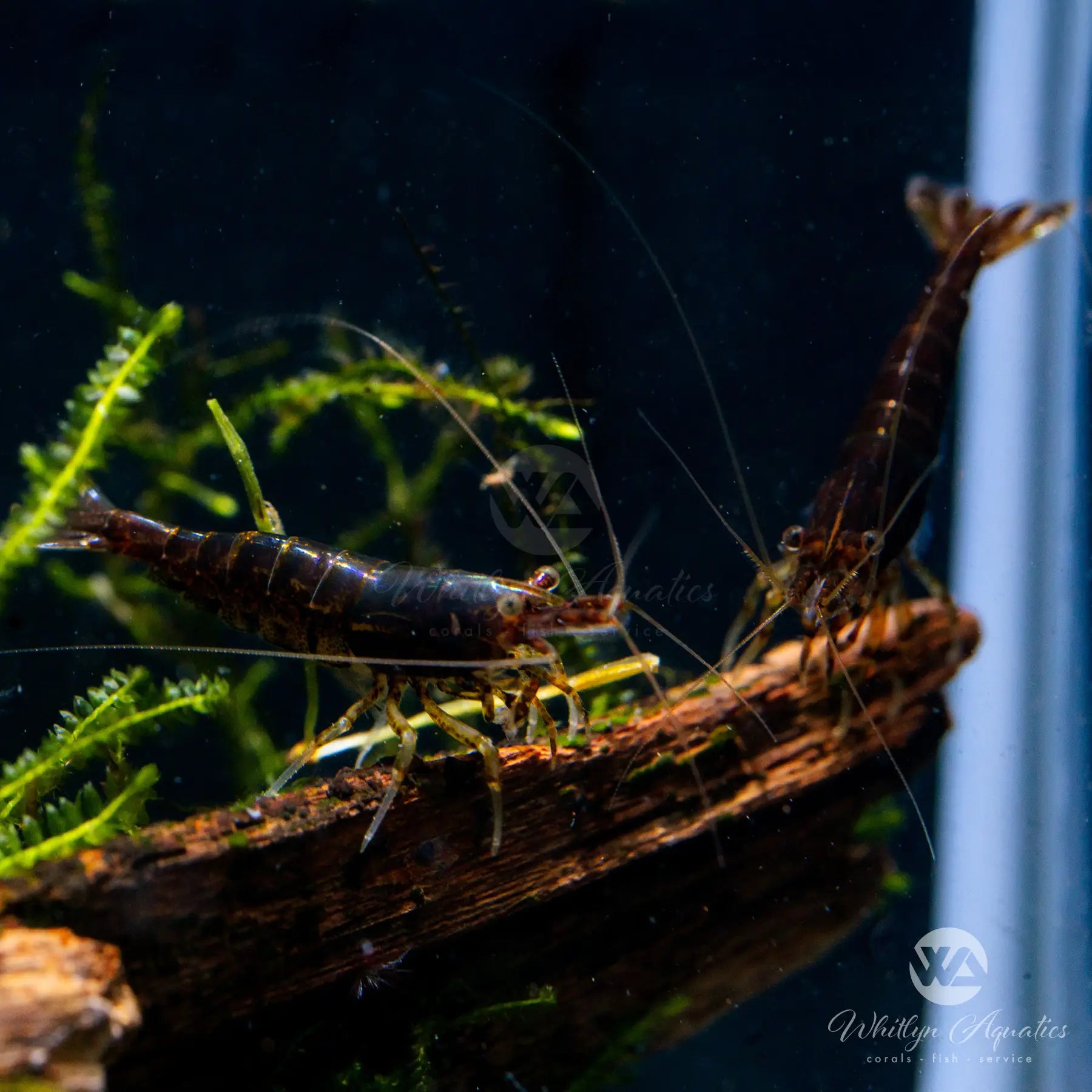 Premium Chocolate Shrimp (Neocaridina sp.) - Live Freshwater Aquarium Shrimp for Nano Tanks, Planted Aquariums & Shrimp Breeding Colonies