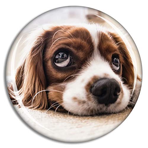 Sad Dog