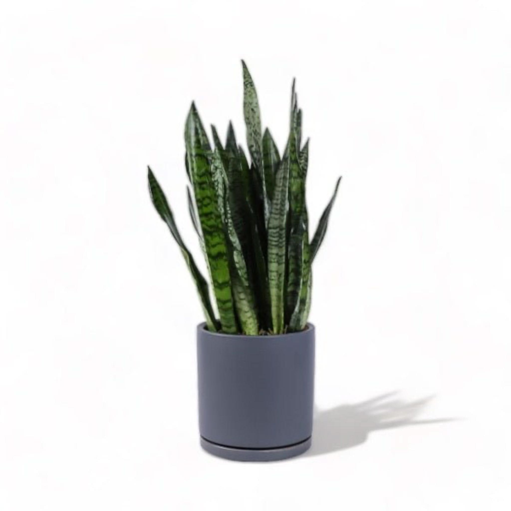 Large Gemstone Potted Snake Plant - Sansevieria Trifasciata Air Purifying Indoor Houseplant for Home, Office & Bedroom Decor