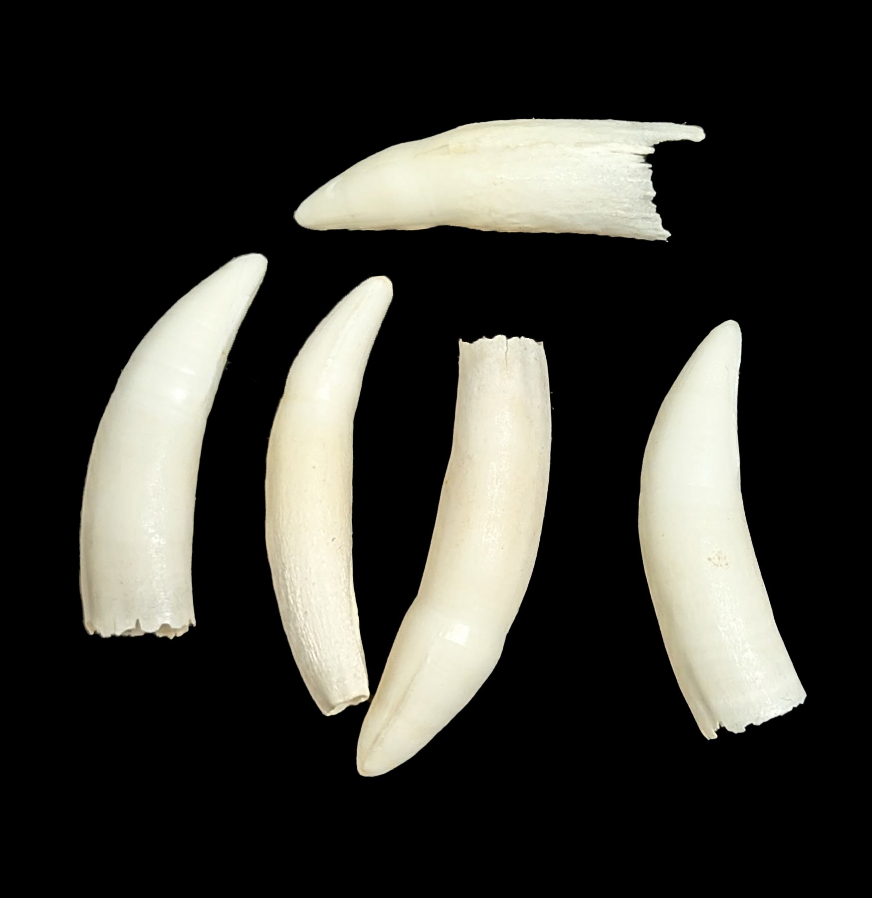 Authentic Alligator Tooth - Genuine Collectible for Jewelry Making, Crafts & Home Decor | Perfect for DIY Projects, Taxidermy & Unique Gifts
