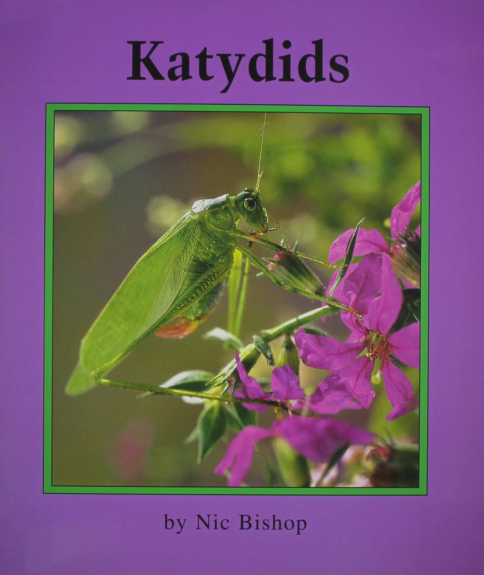 Katydids - Educational Books for Young Learners | Fun Insect Learning for Kids, Classroom & Homeschooling