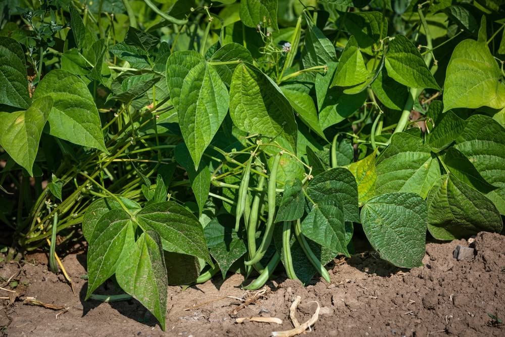Kentucky Wonder Bush Bean Seeds for Planting - 30+ Heirloom, Non-GMO Phaseolus vulgaris Seeds by Isla's Garden | Perfect for Home Gardening, Vegetable Patches & Organic Farming