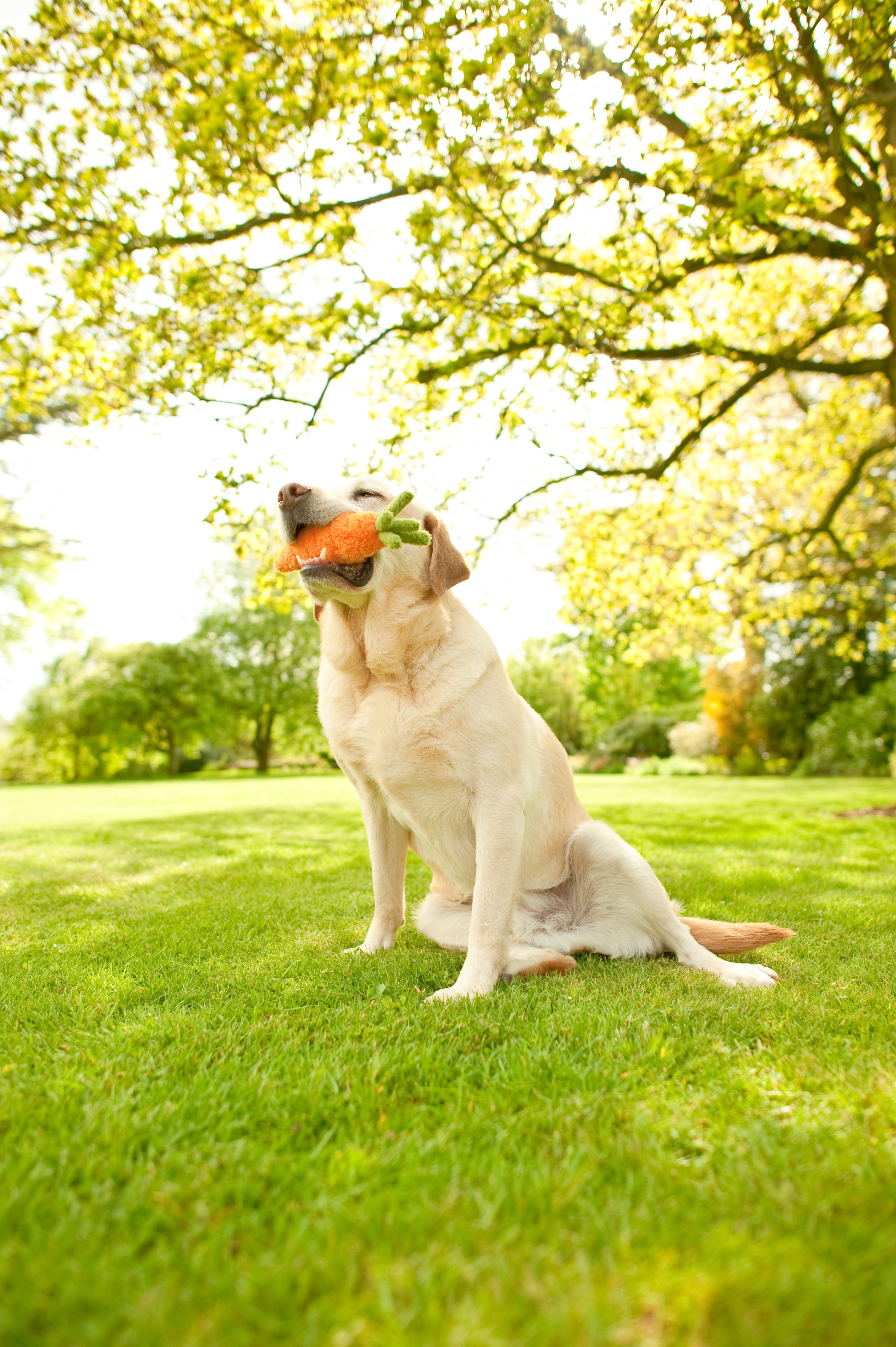 Garden Fresh™ Carrot Plush Dog Toy by Pet P.L.A.Y. - Soft & Durable Chew Toy for Small & Medium Dogs - Perfect for Playtime, Training & Cuddling