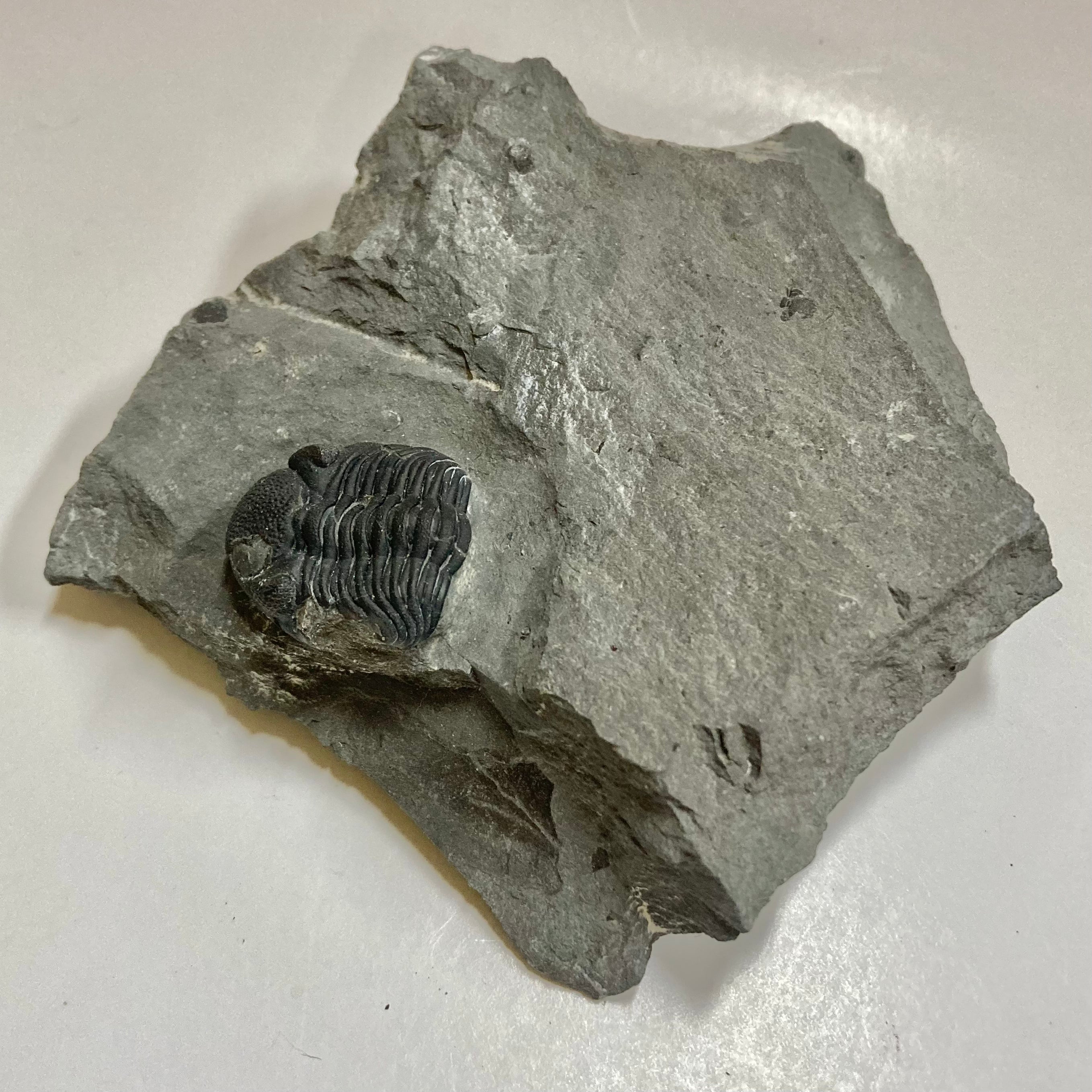 Eldredgeops [Phacops] Rana Trilobite Fossil - Rare Devonian Era Specimen for Collectors & Paleontology Enthusiasts | Perfect for Display, Education & Gifts