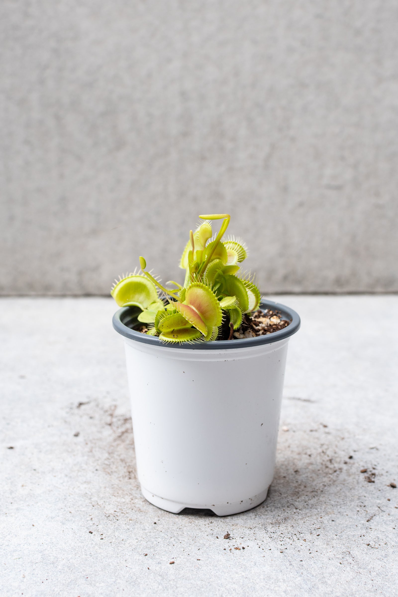 Venus Flytrap (Dionaea Muscipula) - 4 Inch Carnivorous Plant for Natural Pest Control | Perfect for Windowsills, Terrariums & Indoor Gardens