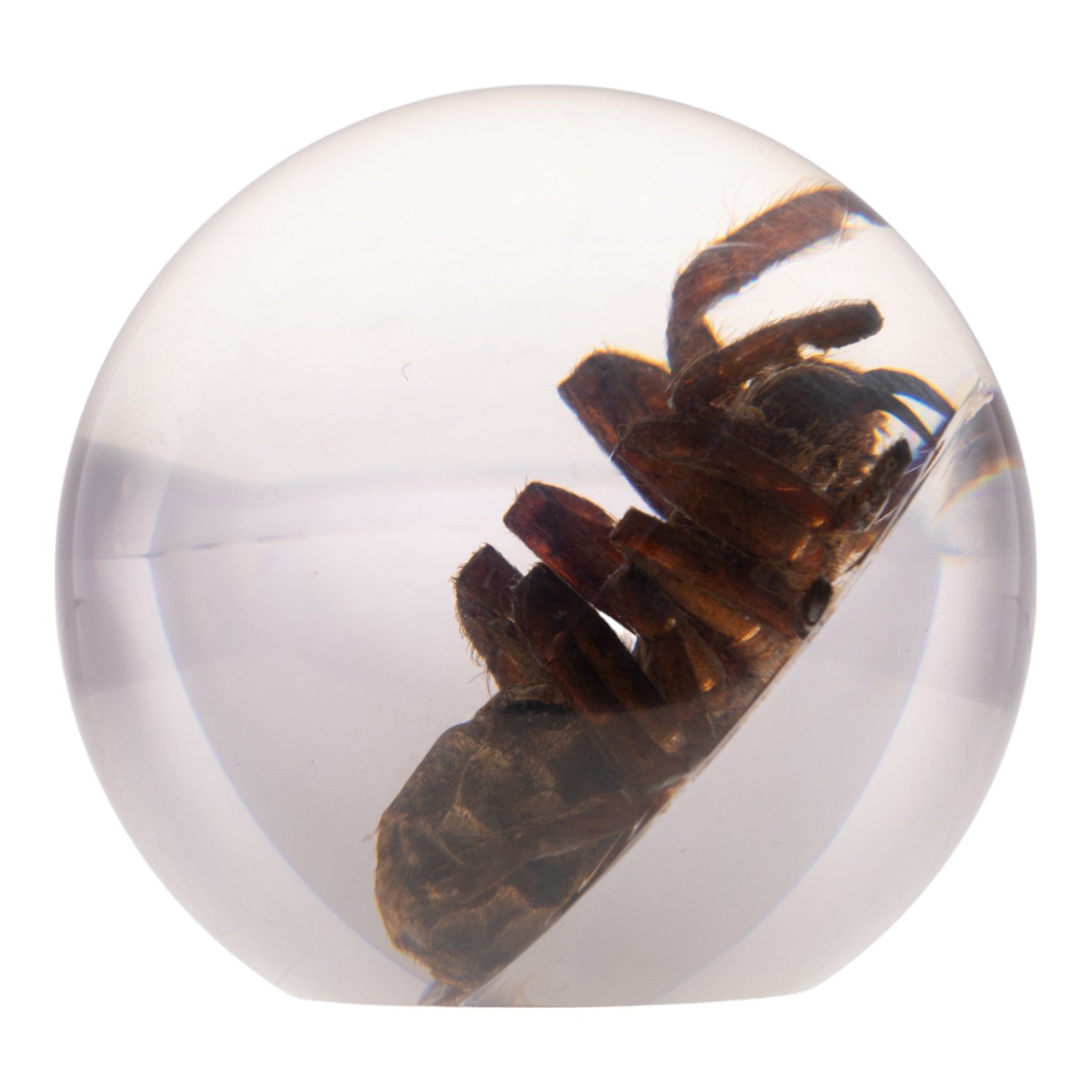 Real Tarantula in Acrylic Globe - Preserved Spider Specimen for Science Display, Home Decor & Halloween Collection - Perfect for Entomology Lovers, Gothic Decor & Unique Gift Ideas