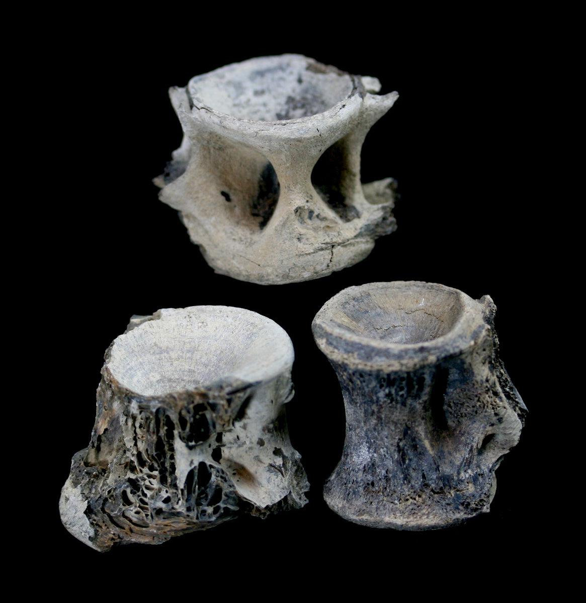 Fossil Tuna Vertebrae - Genuine Prehistoric Fish Fossil Specimen for Collectors, Education & Home Decor | Perfect for Science Classrooms, Fossil Displays & Unique Gifts