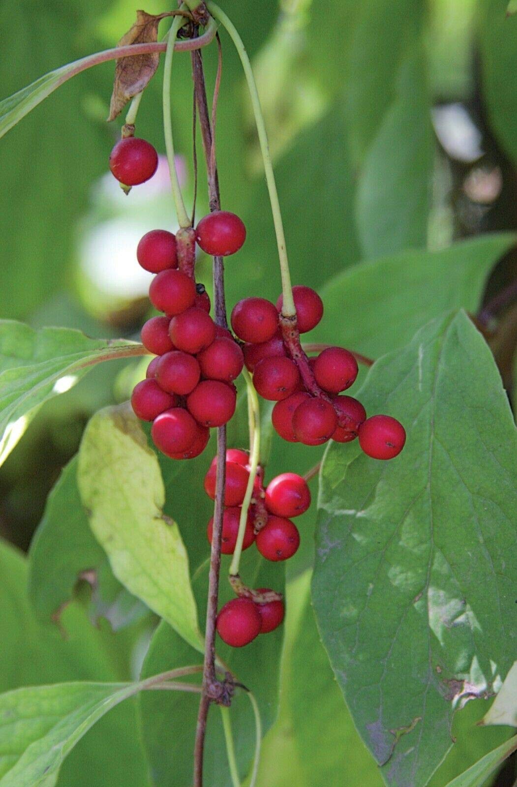 Organic Chinese Magnolia-Vine (Schisandra chinensis) Seeds - Pack of 20 - Non-GMO, Heirloom Seeds for Planting - Perfect for Home Garden, Herbal Remedies & Natural Wellness
