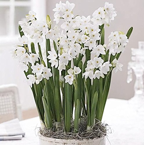 30 Ziva Paperwhite Narcissus Bulbs (13-15cm) - Premium Indoor Narcissus Tazetta for Holiday Forcing & Home Decor - Perfect for Christmas Gifts, Winter Weddings, and Office Desk Plants