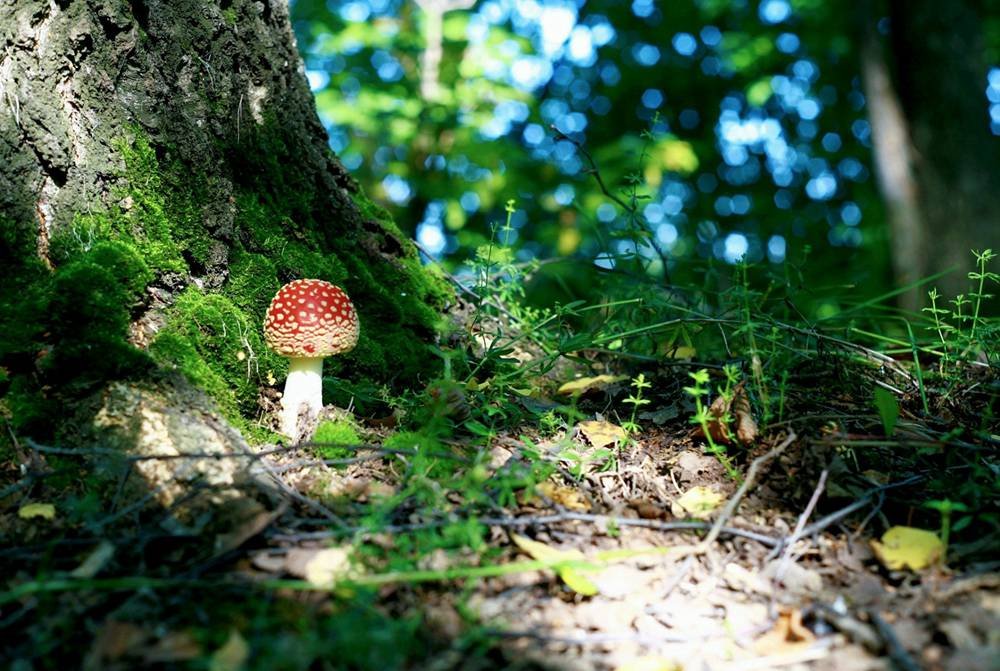 Forest Mushroom Moss Nature Art Print - 16x24 Inch Canvas Wall Poster for Home & Office Decor | Living Room, Bedroom, Nursery Wall Art