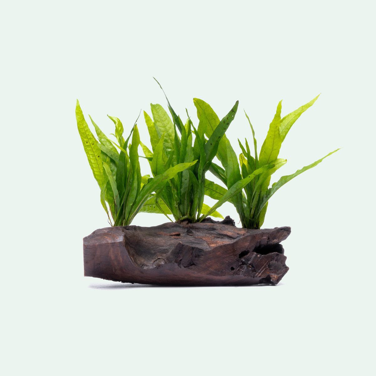 Microsorum Pteropus Java Fern on Driftwood - Perfect for Aquascaping & Natural Fish Tank Decor