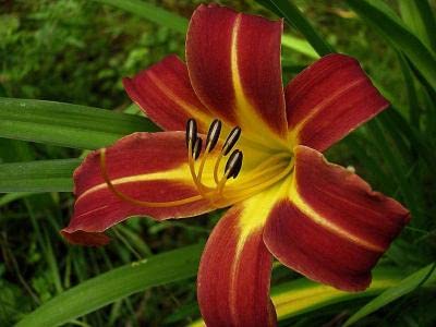 Autumn Red Daylily Bare Root Plants (25 Pack) - Perennial Garden Flowers for Landscaping, Borders & Erosion Control