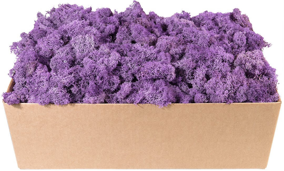 SuperMoss (23244) 10 lb Box Preserved Reindeer Moss in Lavender - Natural Decorative Moss for Terrariums, Floral Arrangements & Home Decor