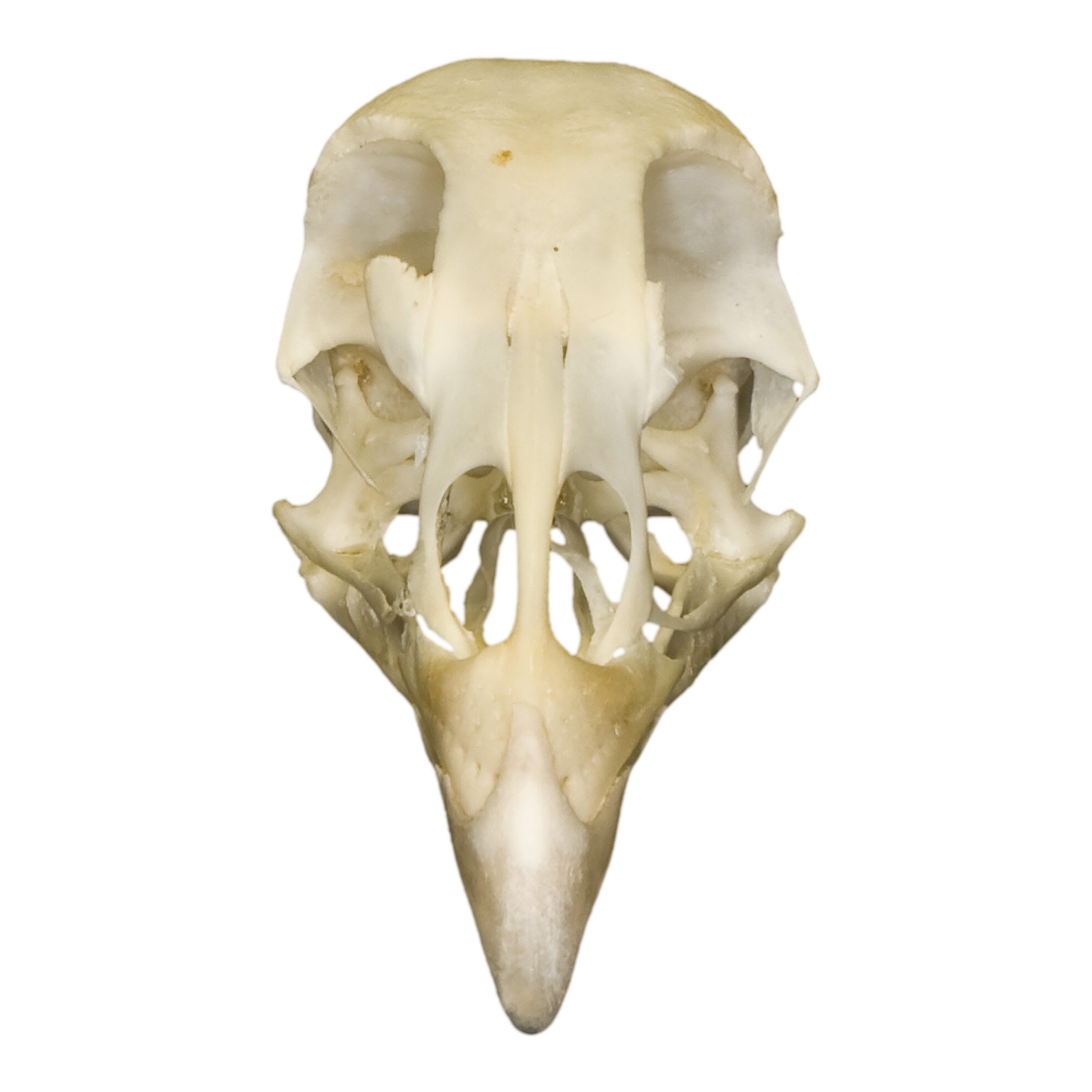 Real Pheasant Skull - Genuine Taxidermy Specimen for Home Decor, Gothic Collection & Unique Gifts | Perfect for Dark Aesthetic Rooms, Halloween Decor & Oddity Displays