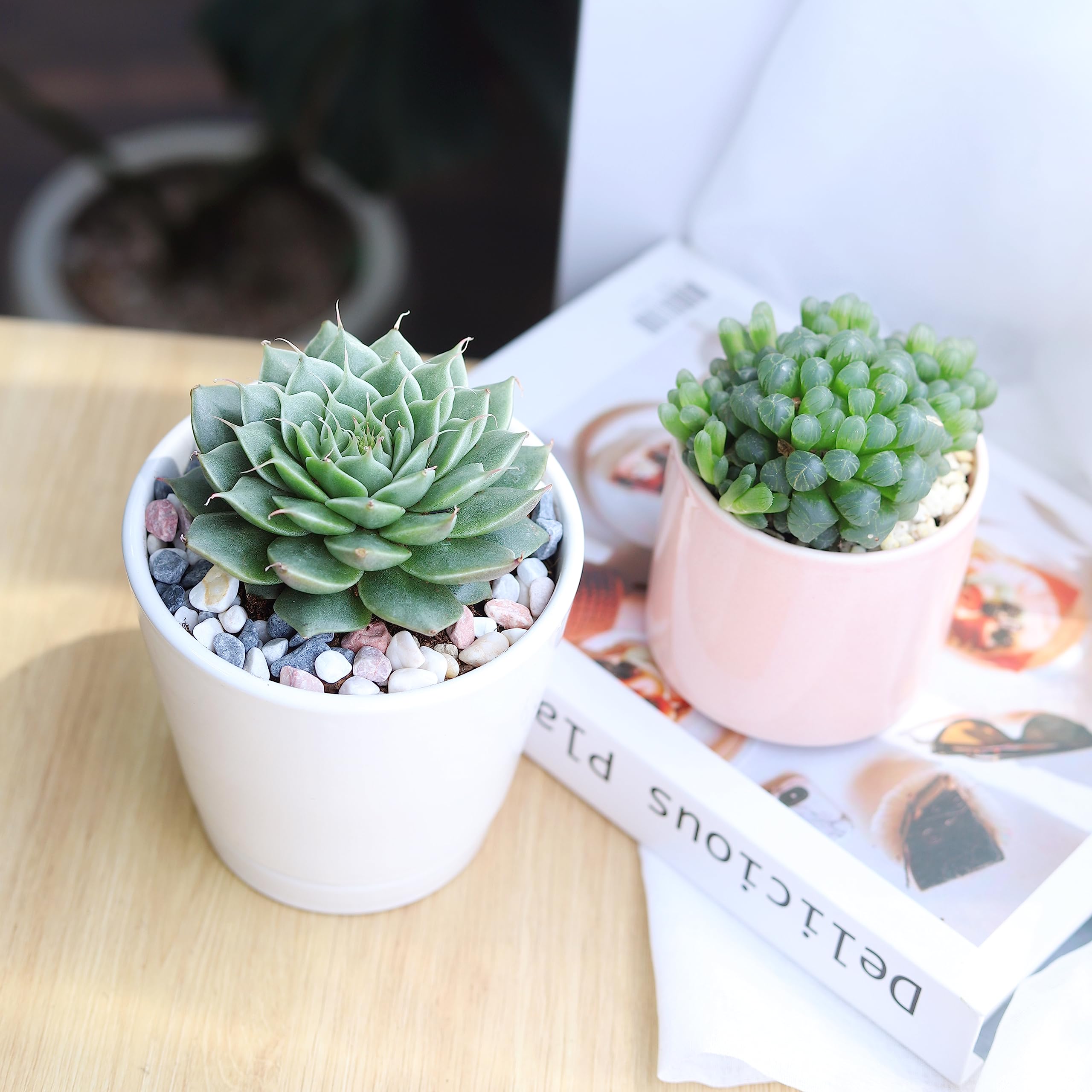Haworthia Succulent Plant in 4