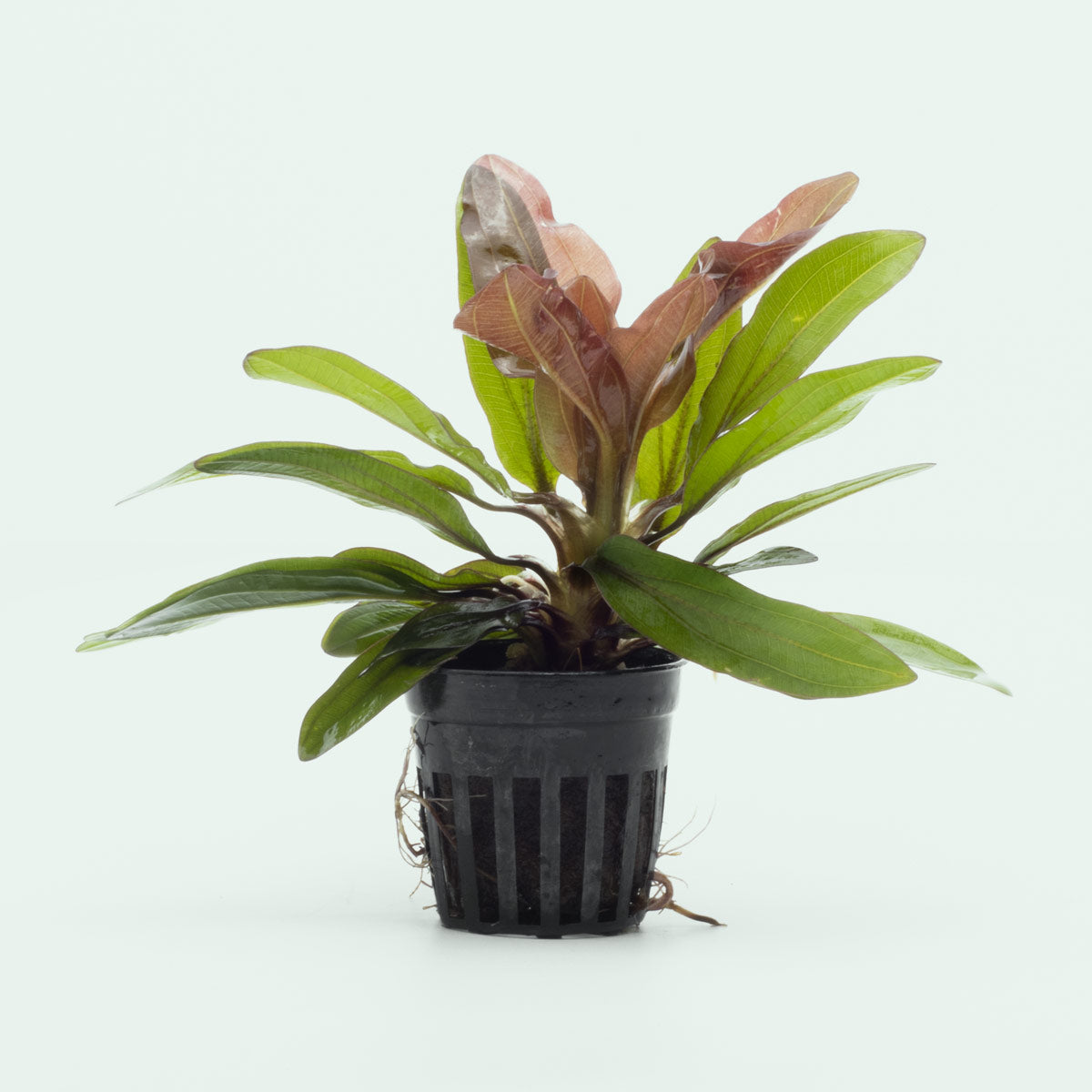 Echinodorus Red Rubin - Live Aquarium Plant for Freshwater Fish Tanks | Easy Care Aquatic Plant for Home & Office Aquascaping | Enhances Water Quality & Aesthetics