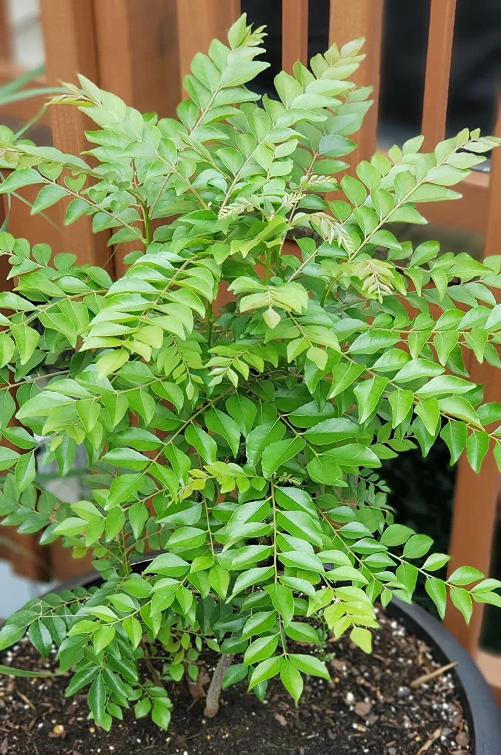 Buy Fresh Curry Leaf Plant (Murraya koenigii) - Organic Herb for Indian Cooking, Ayurvedic Remedies & Home Gardening | Perfect for Curry Dishes, Chutneys & Natural Remedies