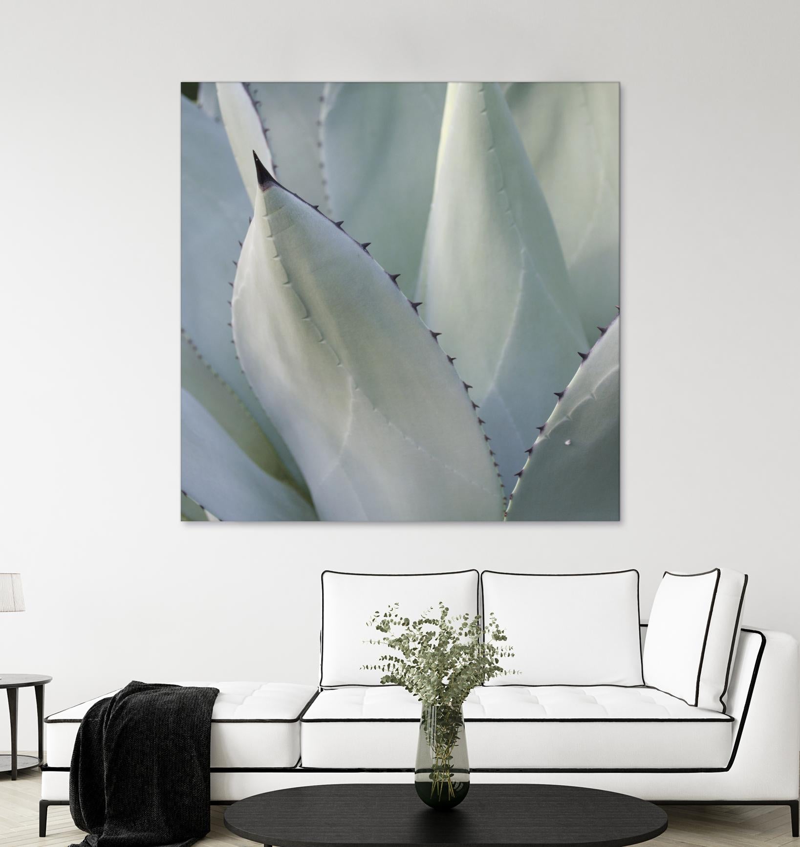 Black Tip Succulent Plants - Low Maintenance Indoor Houseplants for Home Decor, Office Desk & Gift Ideas
