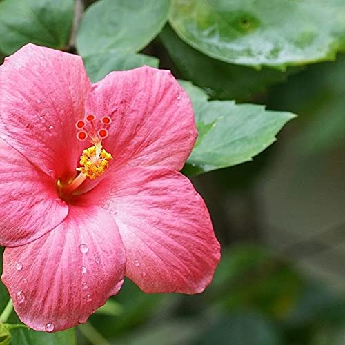 50+ Rose Mallow Seeds - Beautiful Bright Pink Hibiscus Flowers for Garden Planting | Perfect for Landscaping, Borders & Butterfly Gardens